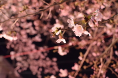 夜桜