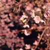 夜桜