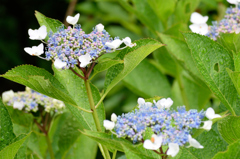 紫陽花4