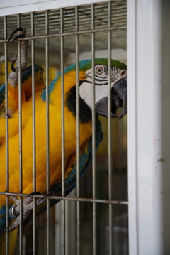 鳥