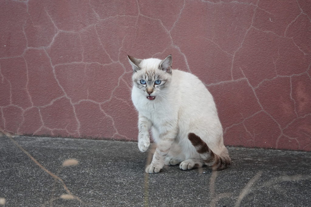 野良猫