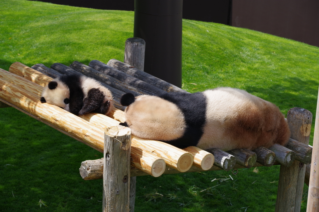 パンダ親子