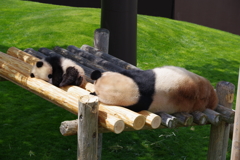 パンダ親子