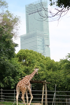 Wハルカス
