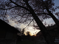 終わりの桜