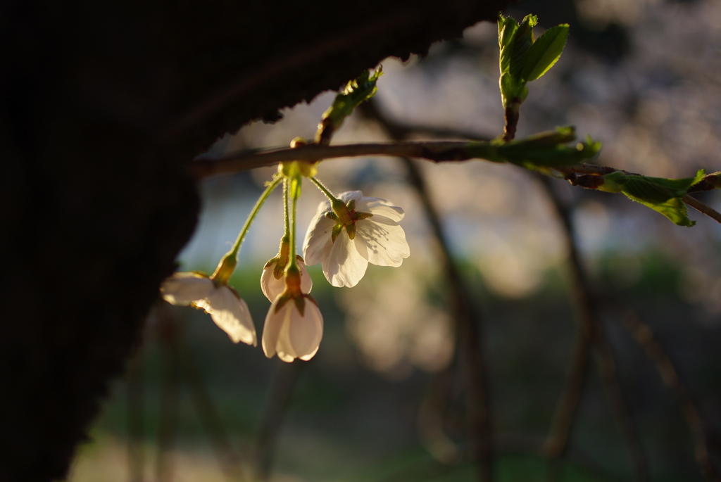 桜もおしまいの頃