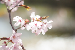 川辺の桜