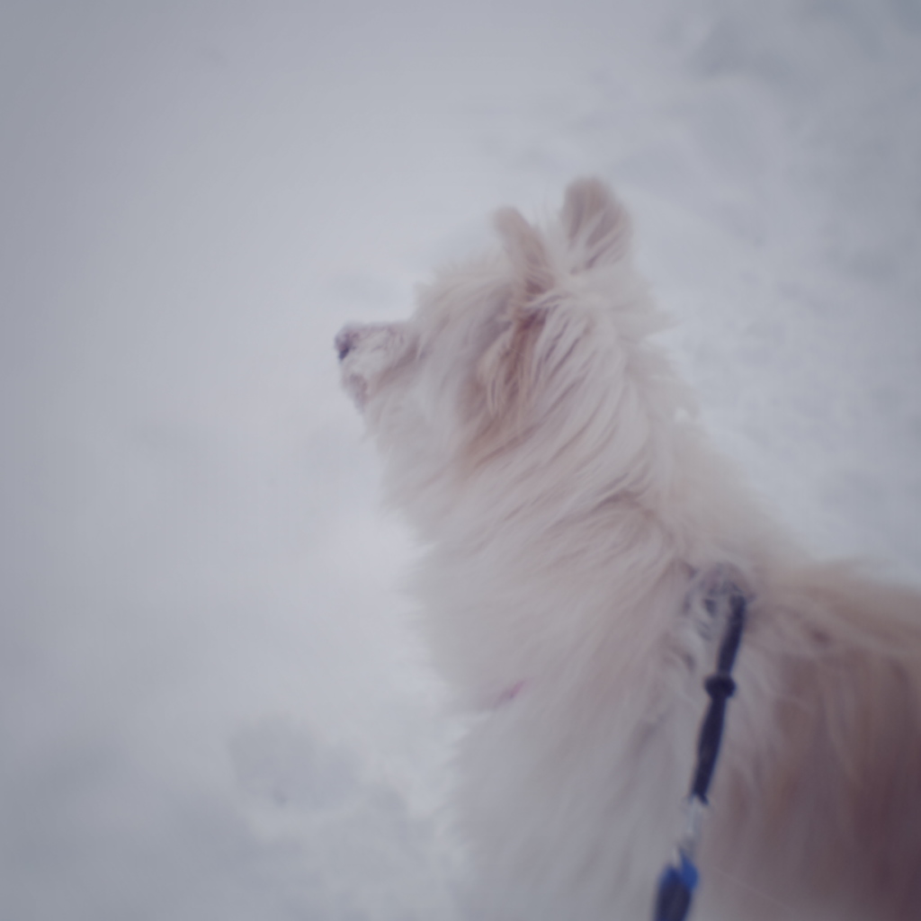 雪の日の犬