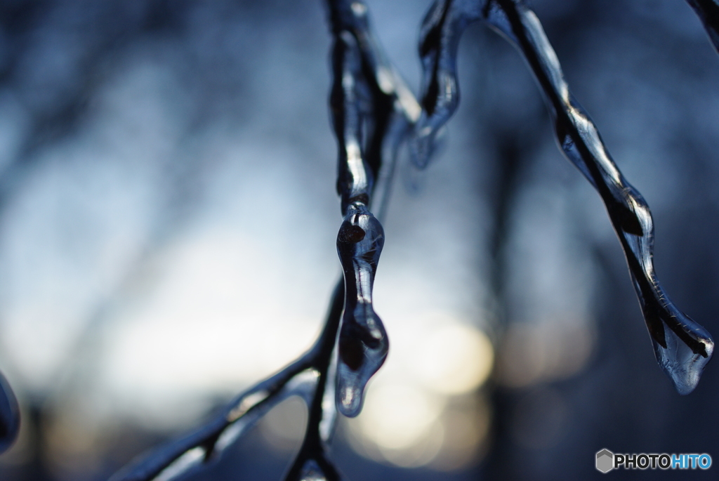 雨氷　凍った枝