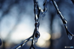 雨氷　凍った枝