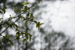 雨の若葉