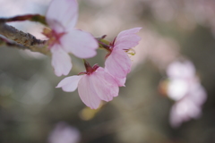 今年の桜