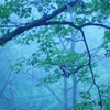 緑の霧の朝