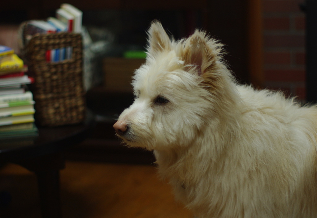 帰りを待つ犬