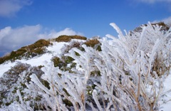 樹氷