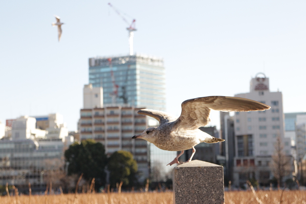 上野恩賜公園
