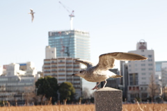 上野恩賜公園