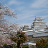 姫路城と桜