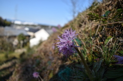 野花