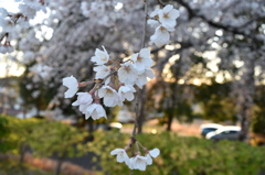 桜