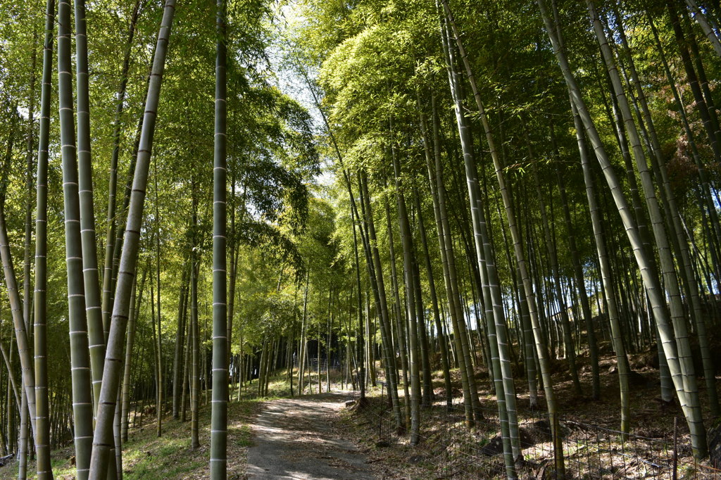 竹林
