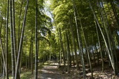 竹林