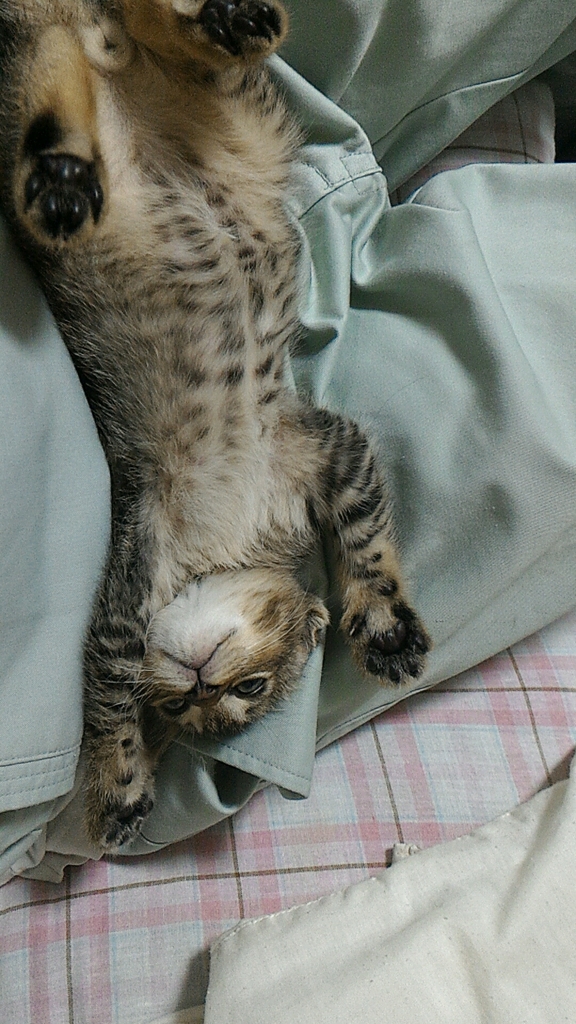 ネコ