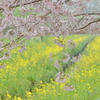 まぼろし