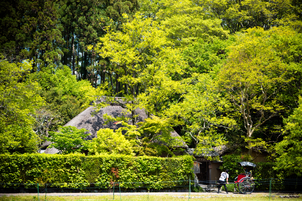 京都嵯峨野 初夏の風情