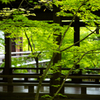 紅葉の永観堂 ～新緑のプロローグ～