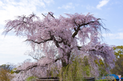 枝垂桜 （円山公園）