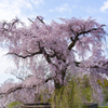 枝垂桜 （円山公園）
