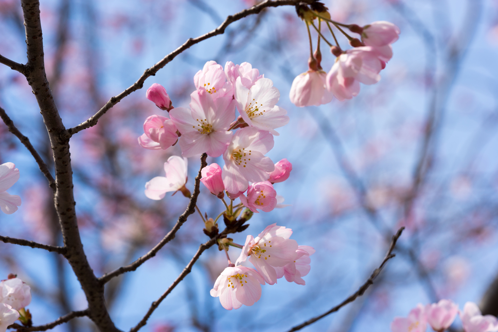 ゲスの桜