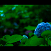 Rainy Blue