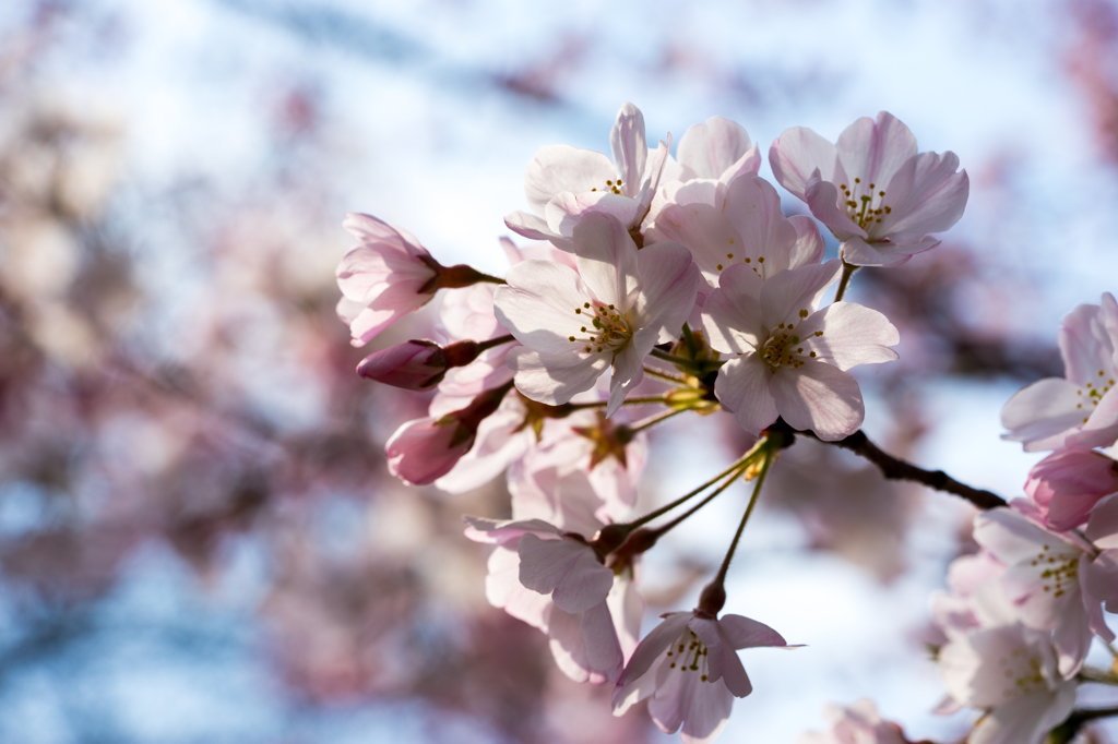 桜 2016 中浜下水処理場