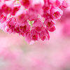 緋寒桜