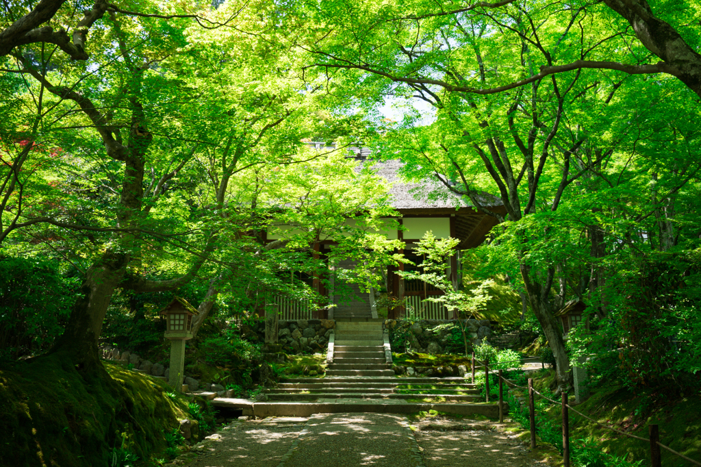 新緑の京都 常寂光寺【山門】