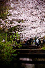 桜 2016 （哲学の道）