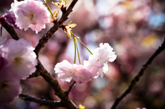 Cherry　Blossom