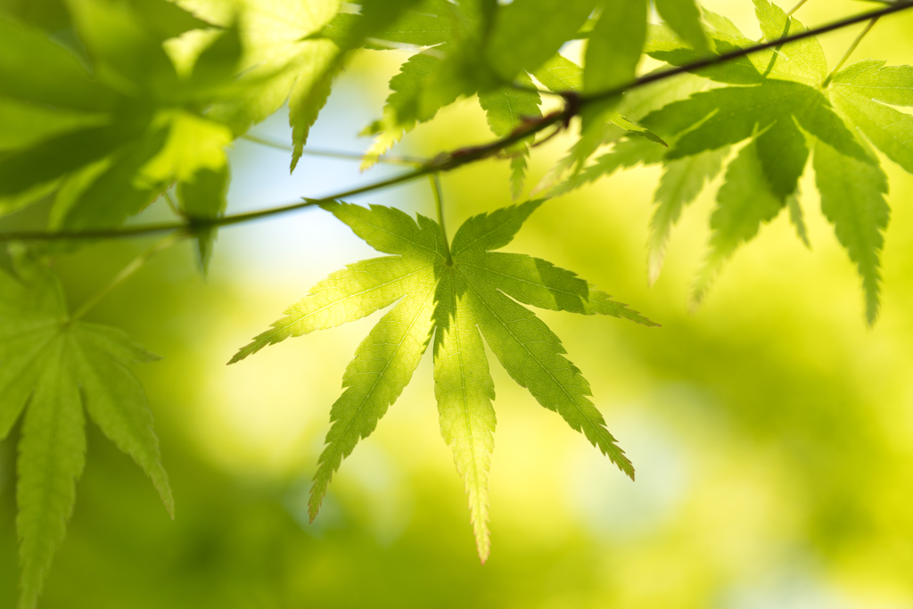 Green Maple 2