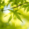 Green Maple 2