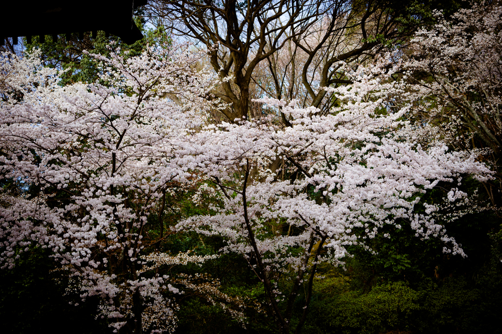 SAKURA 知恩院三門