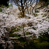 SAKURA 知恩院三門