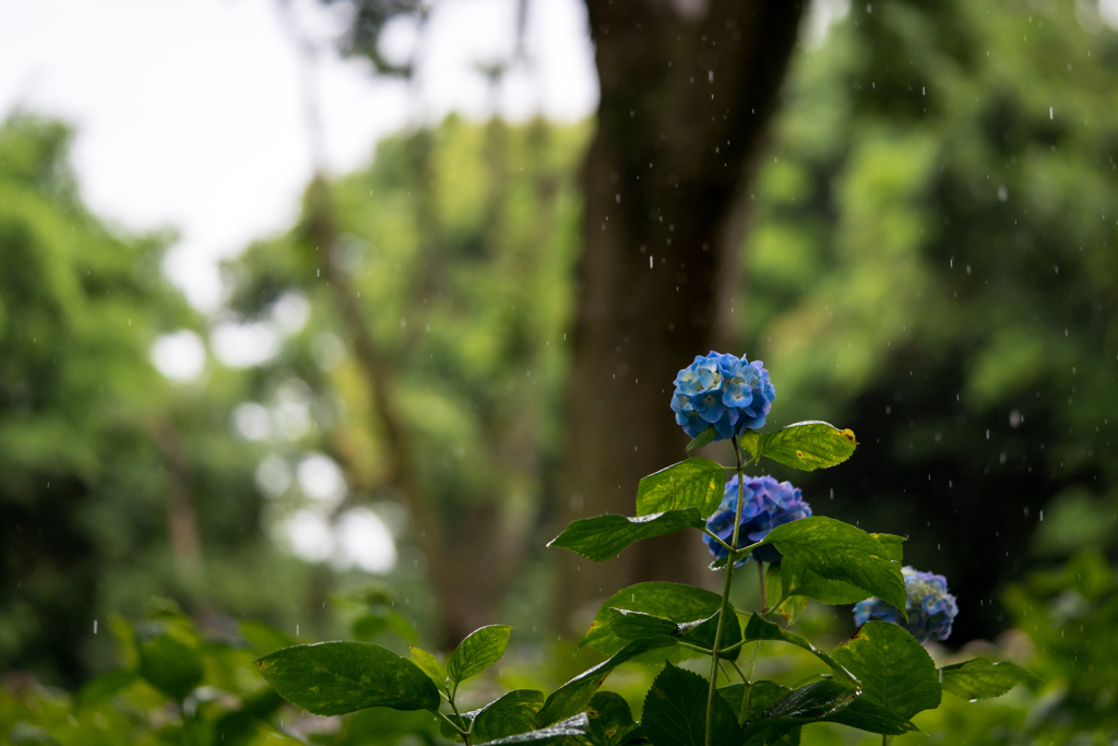 恵みの雨