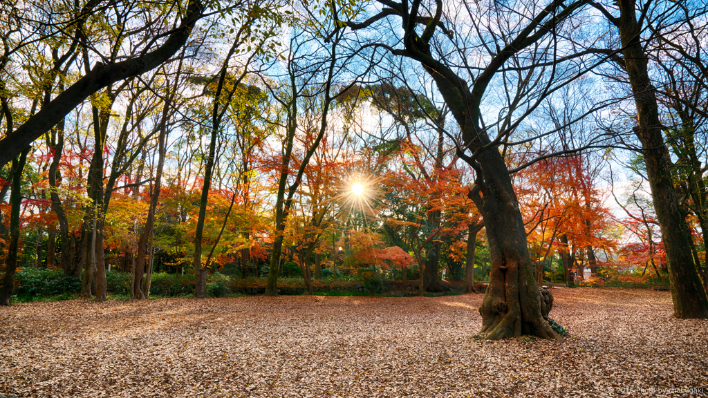 糺ノ森 紅葉 2016 Ⅲ