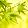Green Maple