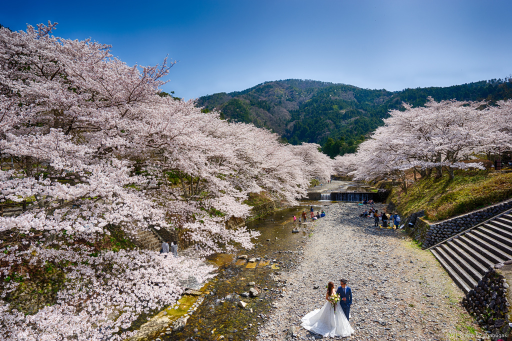 七谷川沿いの風景２