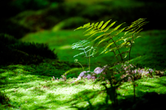 苔庭のシダさん