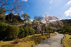 知恩院友禅苑 枝垂れ桜