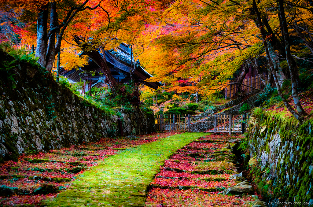 湖東三山 百済寺の紅葉